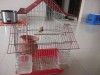 Finch bird with cage